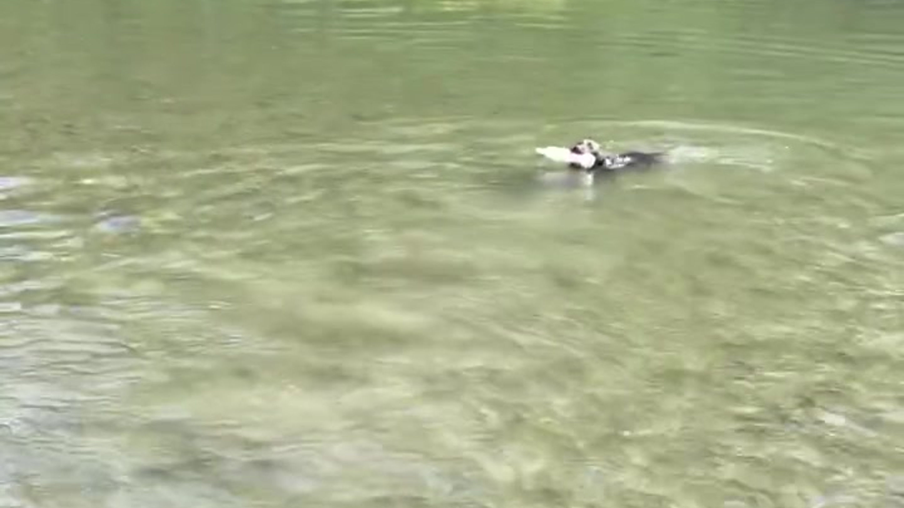 Henry's Water intro